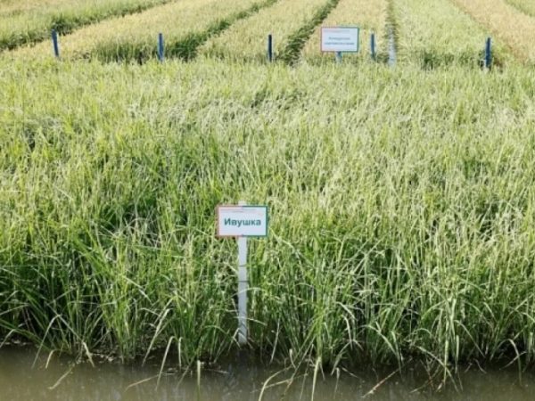 Валовой сбор риса-сырца в РФ может превысить показатели 2023 года на 13-17%