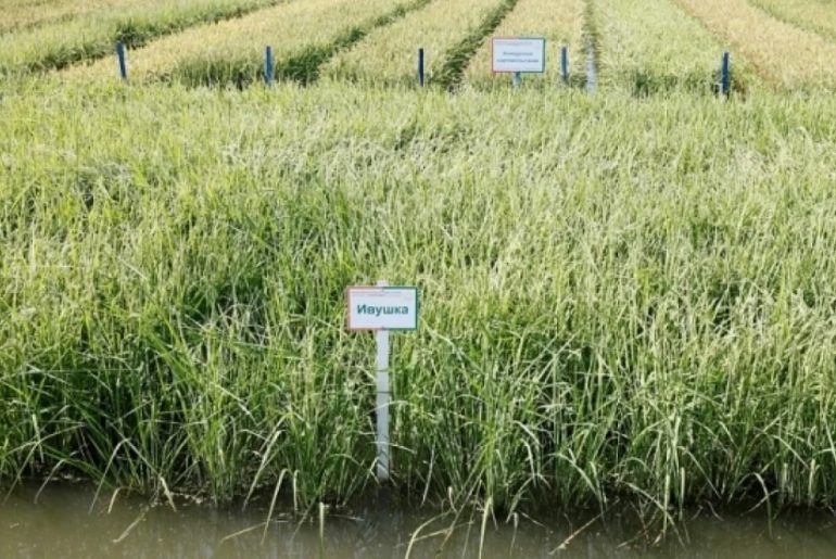 Валовой сбор риса-сырца в РФ может превысить показатели 2023 года на 13-17%