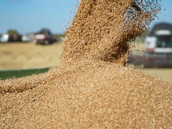 В Кузбассе урожай зерна остался на уровне 1,2 млн тонн