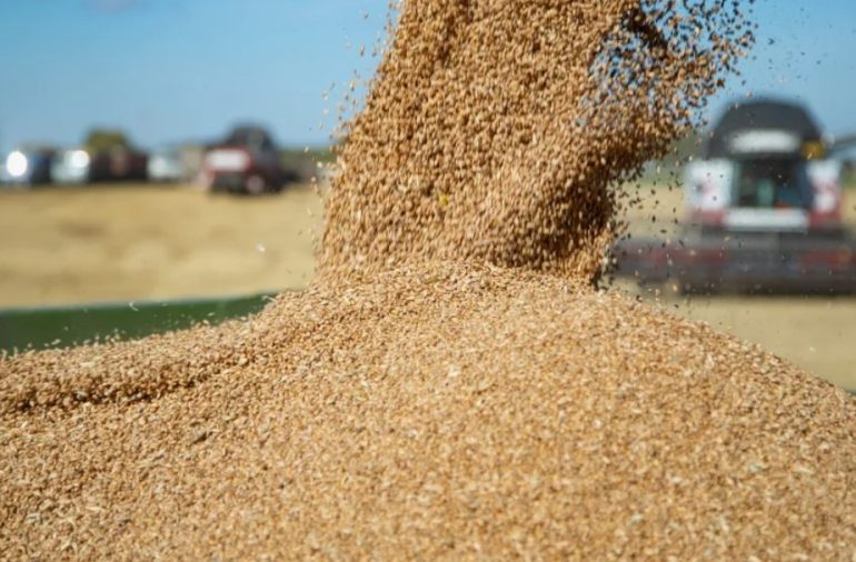 В Кузбассе урожай зерна остался на уровне 1,2 млн тонн