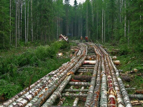 Где востребовано строительство лежневых дорог в современном мире