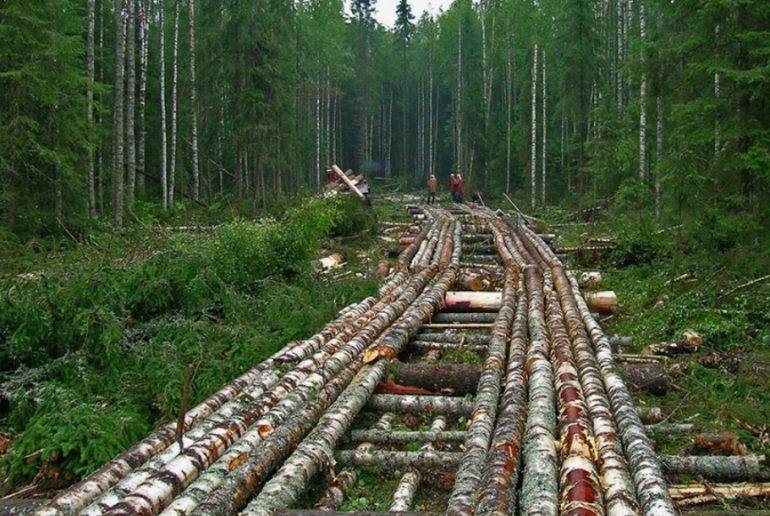 Где востребовано строительство лежневых дорог в современном мире